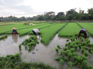 11118632_10205332279377862_3360325123755137284_n