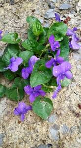 11140407_10204085518797542_110541709987949388_n