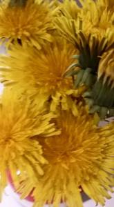 11200619_10204124520372557_7081328122352605476_n