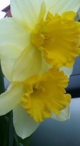 12921125_10206109897685749_1614491715_n