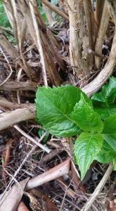 13233482_10206452329446329_1015798285_n