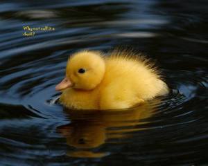 13900975_10207026594922607_898568612_n